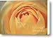 Awakening Yellow Bare Root Rose Canvas Print / Canvas Art - Artist Ryan Kelly