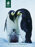 Pomegranate Penguins Boxed Notes (Pack of 2)