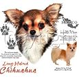 Long Haired Chihuahua Adult T-Shirt