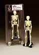 Petite Pete Skeleton Item #: CMS6P