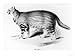 Felis Pajeros, Plate 9 from Zoology of the Voyage of the Beagle: Mammals by Charles Darwin Art Giclee Poster Print by John Gould, 24x18