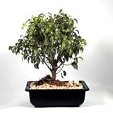 Ficus Bonsai Tree