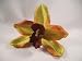Light Fall Colors Cymbidium Orchid Hair Clip