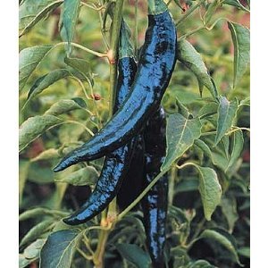 Pasilla Bajio-Chilaca Pepper 20+ seeds Nice Smoky Flavor and Great for Mole Sauces!