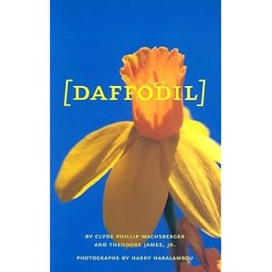 All About Daffodils