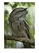 Close View of a Captive Tawny Frogmouth Bird Photographic Poster Print by Joel Sartore, 12x16