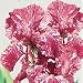 Outdoor Living : Baboon Bottom Zebra Iris
