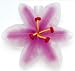 Beautiful Pink & White Lily Flower Party String Lights