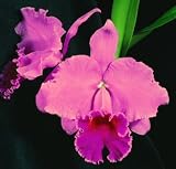 Blc Memoria Grant Eichler 'Lenette' HCC/AOS