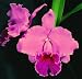 Blc Memoria Grant Eichler 'Lenette' HCC/AOS