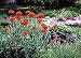 maltese2  - 8 Maltese Cross Perennial Plants Lychnis
