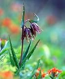 Amazon / Hirt's: Chocolate Checkered Lily 10 Seed -Fritillaria-Perennial