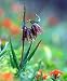 Chocolate Checkered Lily 10 Seed -Fritillaria-Perennial