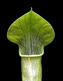Sweet Pitcher Plant 10 seed-Carnivorous-Sarracenia alata