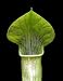 Sweet Pitcher Plant 10 Seeds