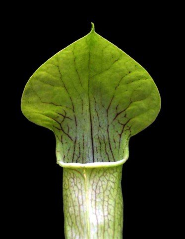 Sweet Pitcher Plant Seeds