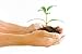 Hands Holding Seedling Plant - 48