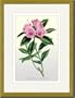 Gold Framed/Matted Print 17x23, The Ciliated Rhododendron