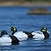 Hunting Gear Life-Size Blue-Bills (1/2 Dozen)