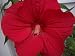 10 LUNA RED HARDY HIBISCUS Hibiscus Moscheutos Balhibred Flower Seeds