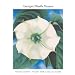 Georgia O'Keeffe Museum: Highlights of the Collection