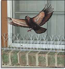 Bird Spikes Kit