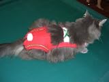Joybies Festive Christmas Piddle Pants(tm) for XXX Small Cat Measuring 7-9 From Collar to Base of Tail
