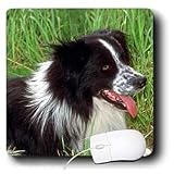 Dogs Border Collie - Border Collie - Mouse Pads