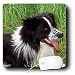 Dogs Border Collie - Border Collie - Mouse Pads