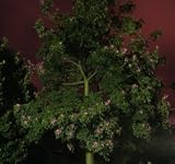 Night Queen Incense - 50 Sticks  ** PRICE INCLUDES DELIVERY **