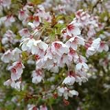 Review Longacres  / Prunus incisa Kojo-No-Mai 3L