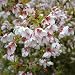Prunus incisa Kojo-No-Mai 3L