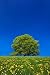 European Beech Tree in Meadow of Dandelions - 36