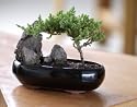 Shogun Juniper Bonsai