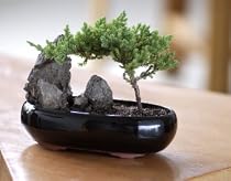 Shogun Juniper Bonsai