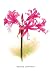 Nerine Bowdeni 20x30 poster - Prints - 03664-8P2030