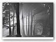 Morning, Harding Park, San Francisco, 2002 by Mark Citret 33"x49" Art Print Poster