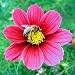 Cosmos Antiquity