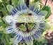 PASSION FLOWER BLUE Passiflora Caerulea --- 2,500 Flower Seeds