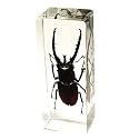 Real Bug in Crystal Clear Amber Large Paperweight : Black Stag Beetle