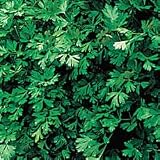 Herb Seeds - Parsley Italian Plain Leaf - B0014484L8