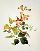 Chinese Flower (Print On Demand)