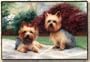 Yorkshire Terrier Yorkie on Porch Doormat Barrie Barnett Mat Rug