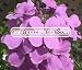 DAMES ROCKET Hesperis Matronalis --- 1,000 Flower Seeds