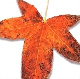 Revue Various Artists  / Leaves From the Tree: A Tribute to Peter Gabriel