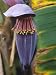 Flower on a Banana Tree, Louisiana, USA Photographic Poster Print by Adam Jones, 12x16