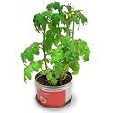 ミニトマトの栽培セット!リトルガーデン(Little Garden) ・プロ ミニトマト
