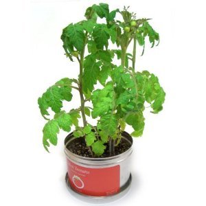 ミニトマトの栽培セット！リトルガーデン（Little Garden）　・プロ　ミニトマト