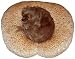   - Hugger - Persian Pet Bed : Size 20 INCH - TEACUP