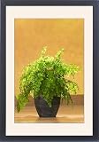Framed Prints of LA-757 Maidenhair Fern from Ardea Wildlife Pets